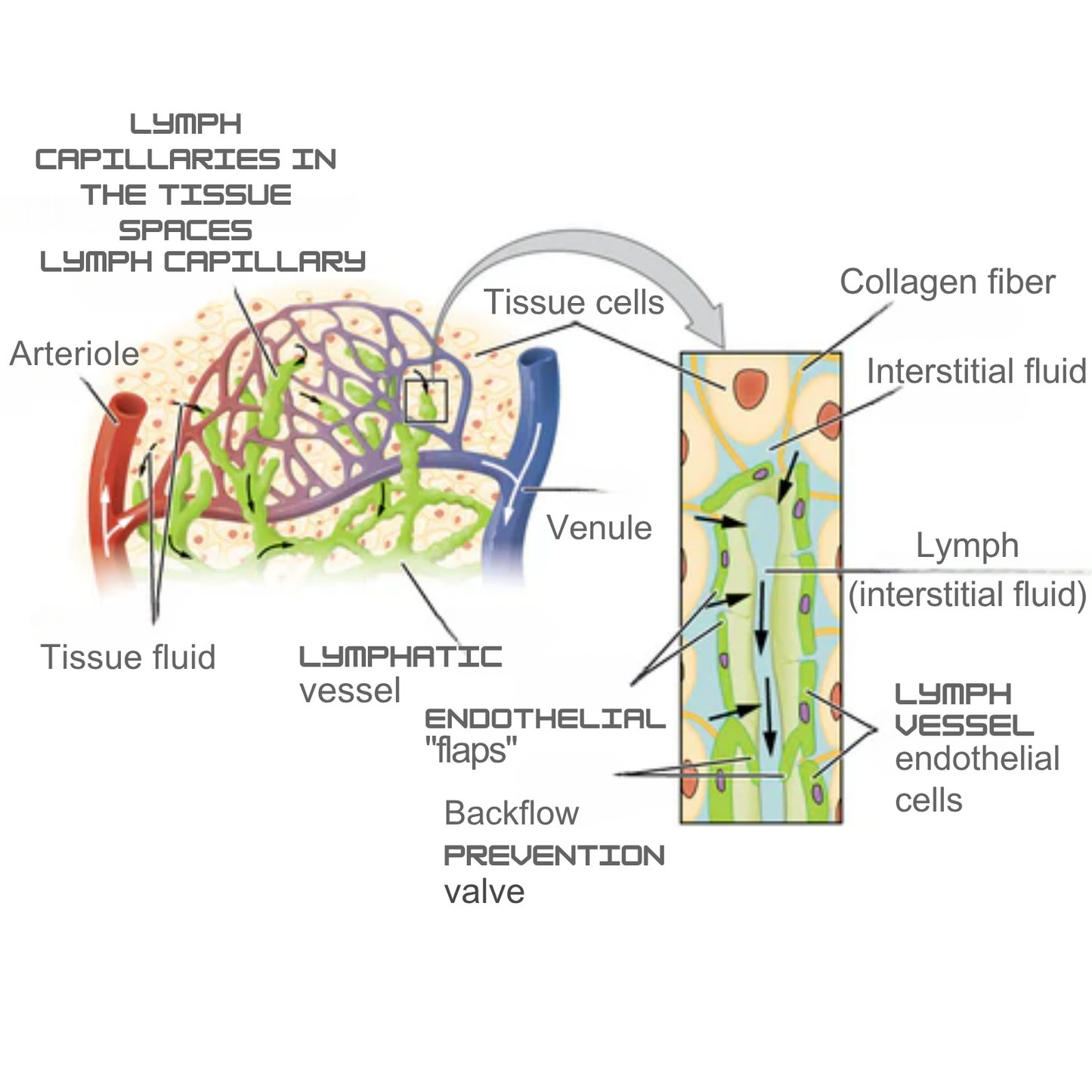 LymphRelief™ | Relieve Swelling in Just 15 Minutes!