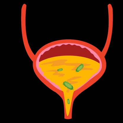 CranFlow™ | Urinary Tract Support